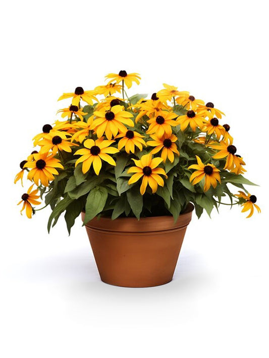 Black-eyed Susan