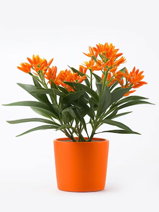 Butterfly Weed