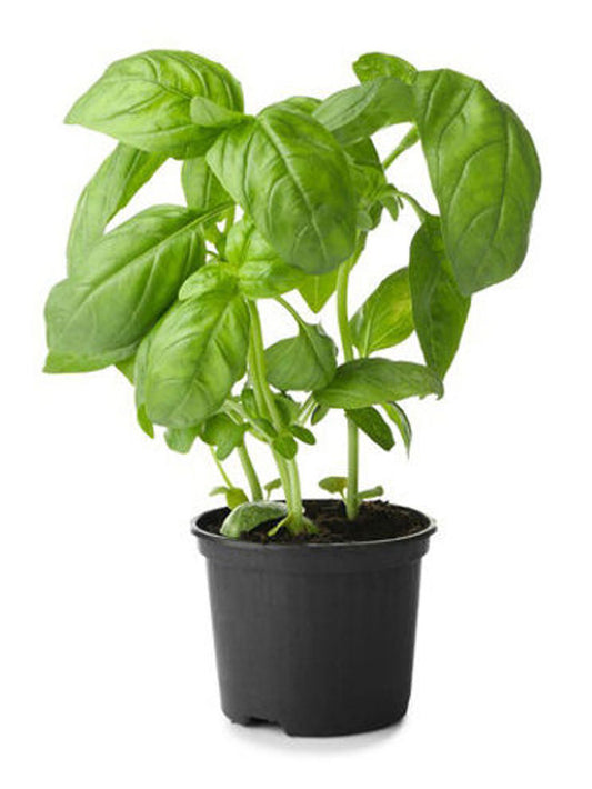 Basil