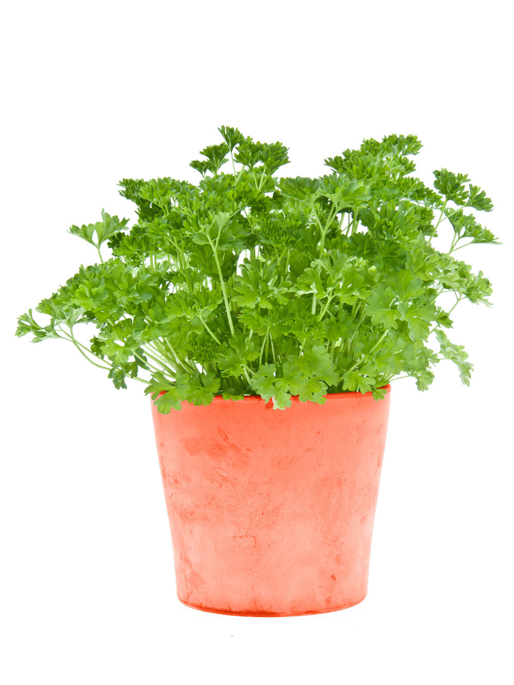 Parsley